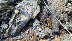 Discocyrtus testudineus