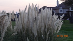 Cortaderia