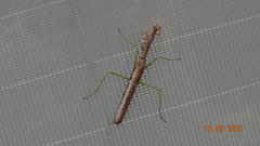 Stagmomantis carolina