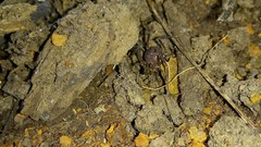 Discocyrtus testudineus