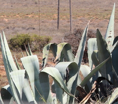 Agave americana expansa
