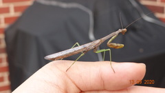 Stagmomantis carolina