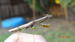 Stagmomantis carolina
