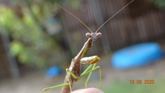 Stagmomantis carolina