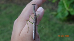 Stagmomantis carolina