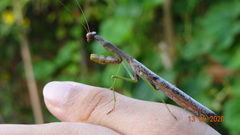 Stagmomantis carolina