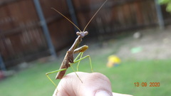 Stagmomantis carolina
