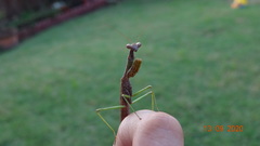 Stagmomantis carolina