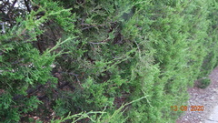 Juniperus virginiana