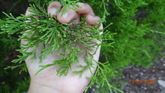 Juniperus virginiana