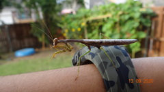 Stagmomantis carolina