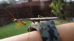Stagmomantis carolina