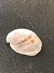 Crepidula convexa