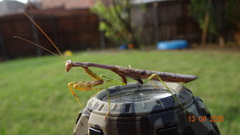Stagmomantis carolina
