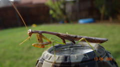 Stagmomantis carolina