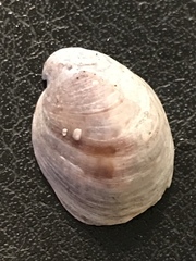 Crepidula convexa