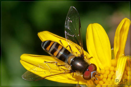 Pseudoscaeva meridionalis