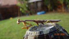 Stagmomantis carolina