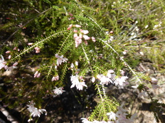 Calytrix alpestris
