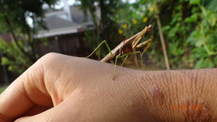 Stagmomantis carolina