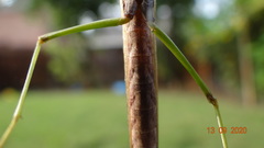 Stagmomantis carolina