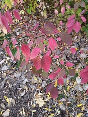 Cornus sericea