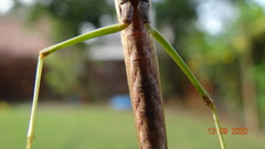 Stagmomantis carolina