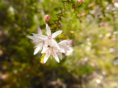Calytrix alpestris
