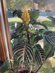 Aphelandra squarrosa