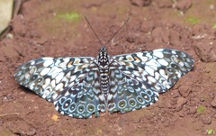 Hamadryas fornax