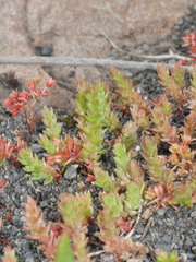 Crassula colligata colligata