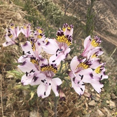 Alstroemeria magnifica