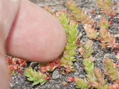 Crassula colligata colligata