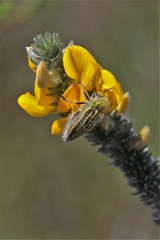 Neojulodis hirta