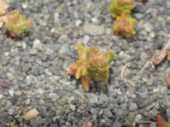 Crassula colligata colligata