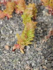 Crassula colligata colligata