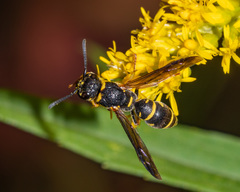 Parancistrocerus pedestris