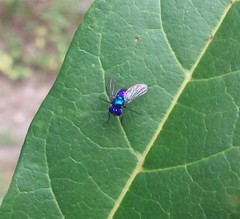 Condylostylus mundus