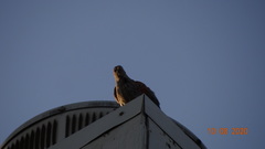 Haemorhous mexicanus