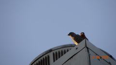 Haemorhous mexicanus