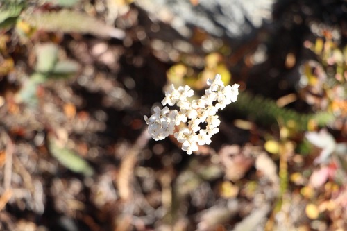 Yarrow