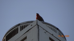 Haemorhous mexicanus