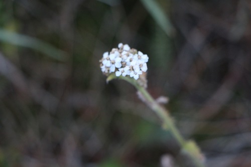 Yarrow