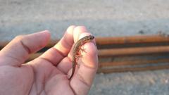 Notophthalmus meridionalis