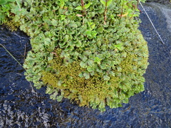 Marchantia polymorpha montivagans