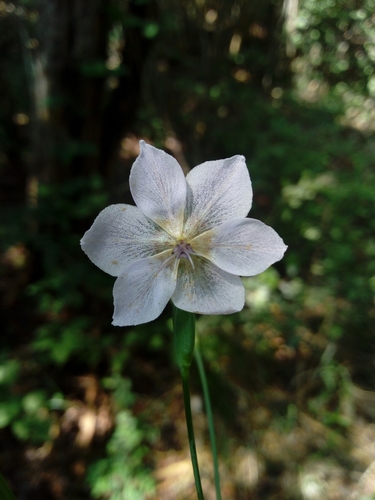 Alophia silvestris (Alophia silvestris)