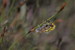 Neojulodis hirta