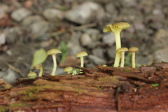 Chrysomphalina grossula