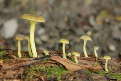 Chrysomphalina grossula