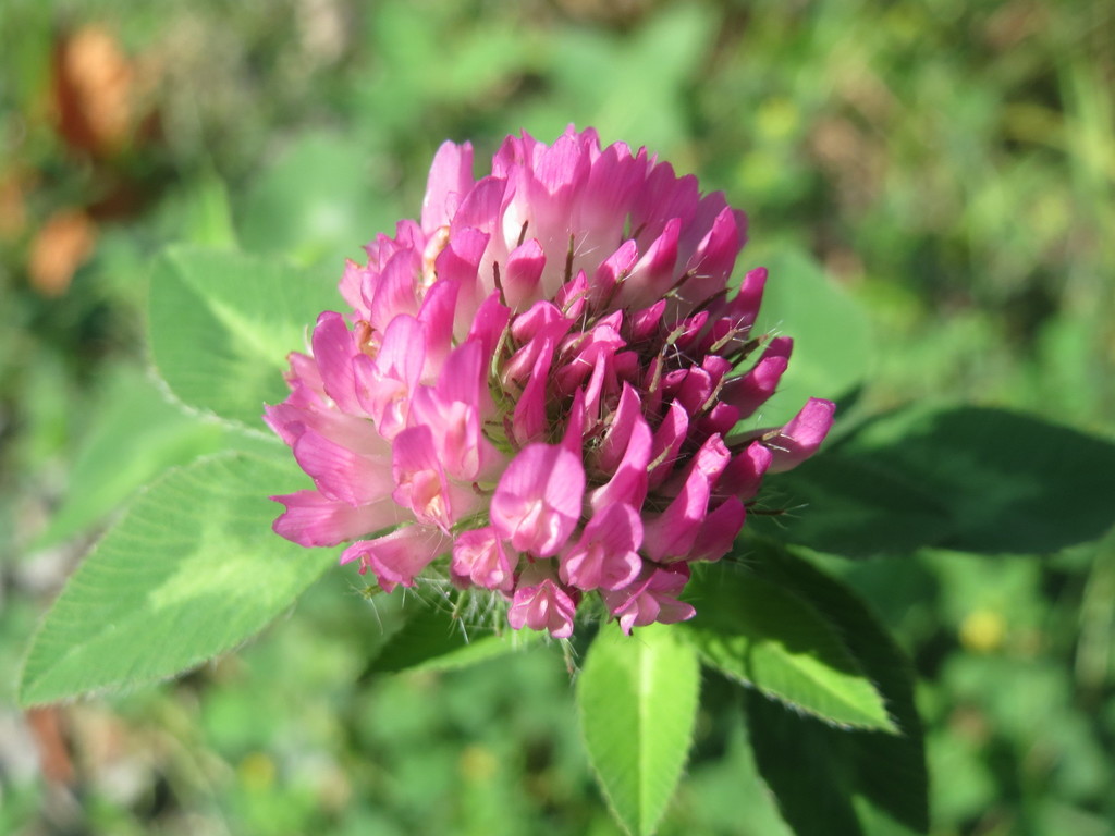 Trifolium pratense